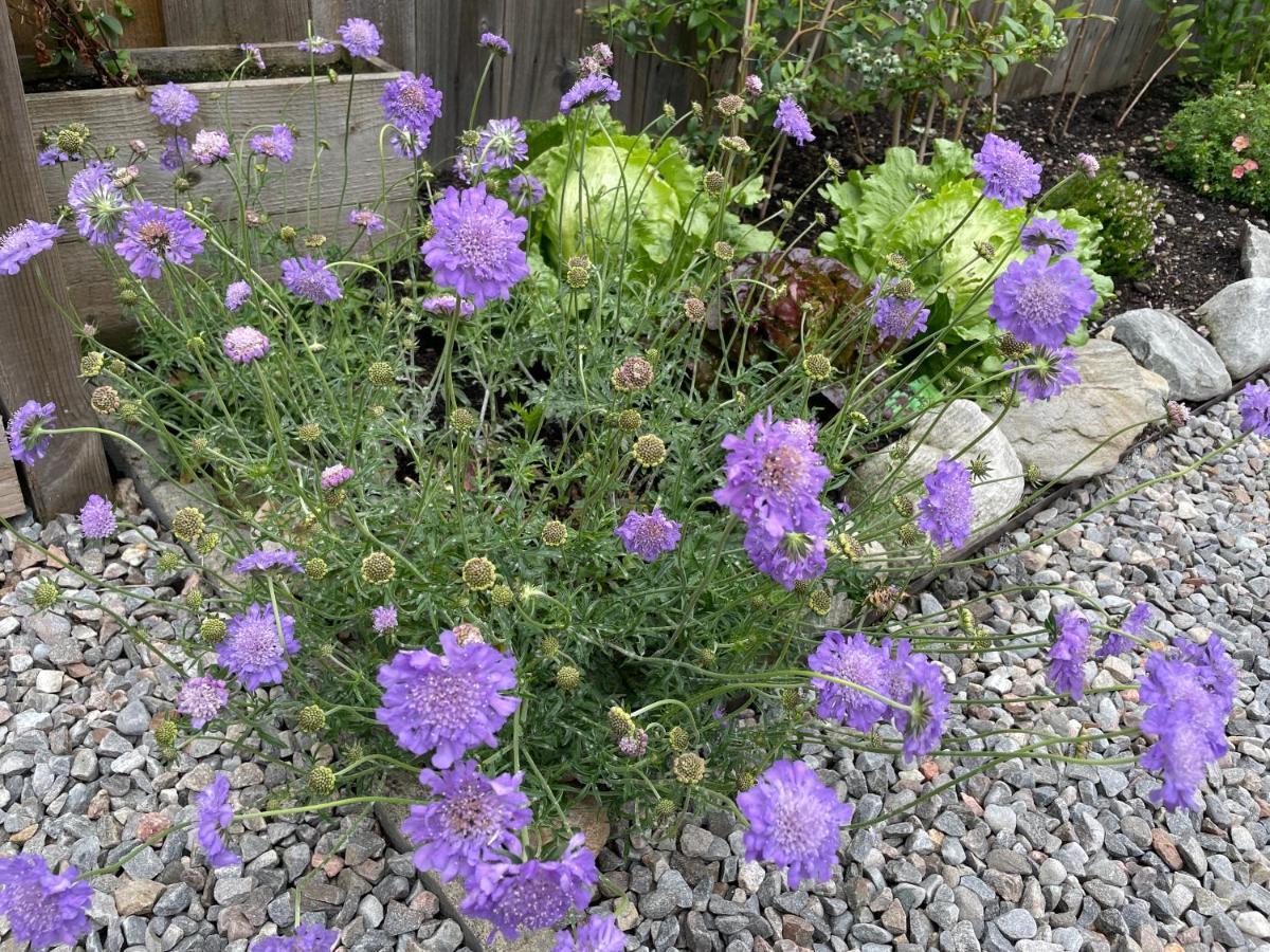Courtyard Bothy Villa Grantown-on-Spey Екстериор снимка